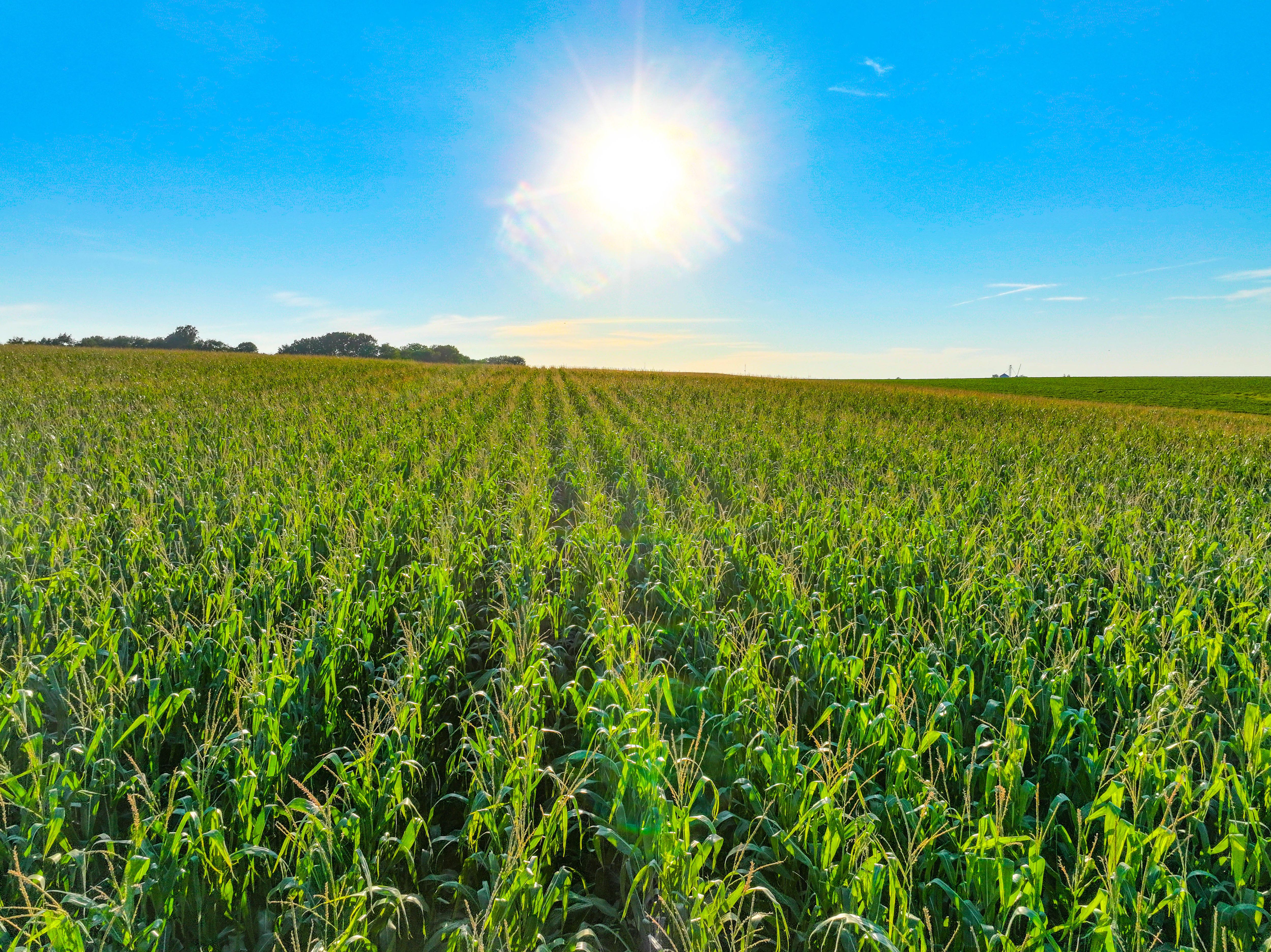 Listing Photo: 3_Buchanan County Farm For Sale